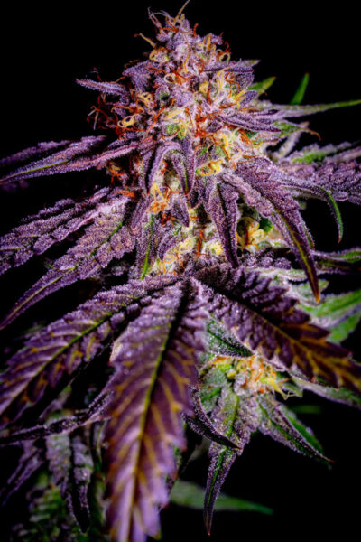 Orgaz’em Feminized Seeds by Sticky Buds Genetics - Image 2