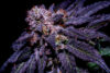 Orgaz’em Feminized Seeds by Sticky Buds Genetics