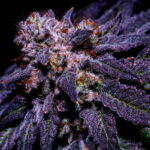 Orgaz’em Feminized Seeds by Sticky Buds Genetics