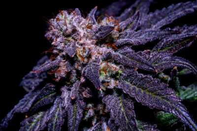 Orgaz’em Feminized Seeds by Sticky Buds Genetics - Image 3