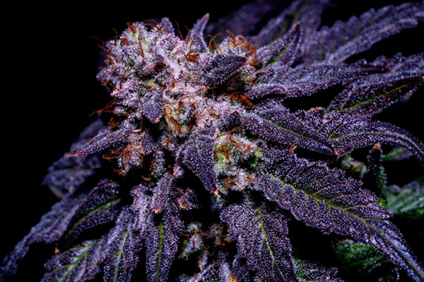 Orgazem1 Orgaz’em Feminized Seeds by Sticky Buds Genetics - Image 1