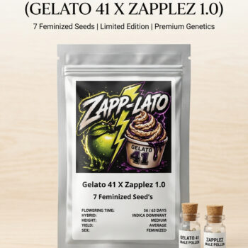 Zapp-Lato Feminized Seeds by Conscious Genetics – Zapplez 1.0 x Gelato #41