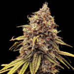 Zapplewoodz Feminized Seeds by Conscious Genetics