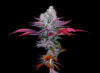 Formentino Blue Feminized Seeds by Sticky Buds Genetics