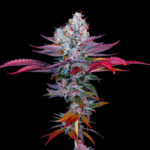 Formentino Blue Feminized Seeds by Sticky Buds Genetics