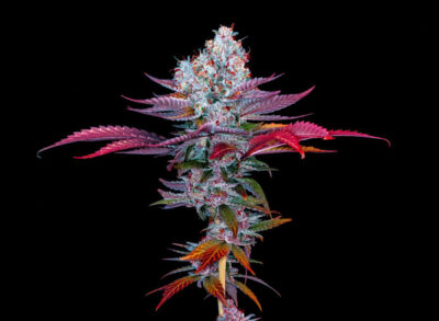 Formentino Blue Feminized Seeds by Sticky Buds Genetics - Image 3