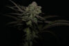 Highribo 2.0 Feminized Seeds by Sticky Buds Genetics