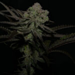 Highribo 2.0 Feminized Seeds by Sticky Buds Genetics