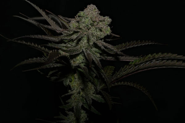 high2 Highribo 2.0 Feminized Seeds by Sticky Buds Genetics - Image 1