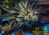 Highribo Feminized Seeds by Sticky Buds Genetics