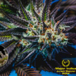 Highribo Feminized Seeds by Sticky Buds Genetics