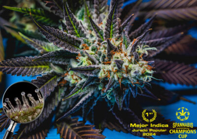Highribo Feminized Seeds by Sticky Buds Genetics - Image 3