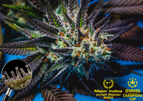 highrib Highribo Feminized Seeds by Sticky Buds Genetics - Image 1