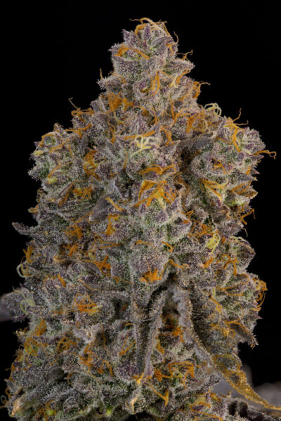 Blue Bacio Feminized Seeds by Grounded Genetics