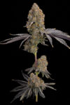 Blue Bacio Feminized Seeds by Grounded Genetics