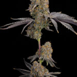 Blue Bacio Feminized Seeds by Grounded Genetics