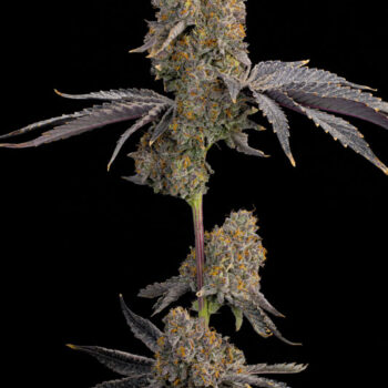 Blue Bacio Feminized Seeds by Grounded Genetics