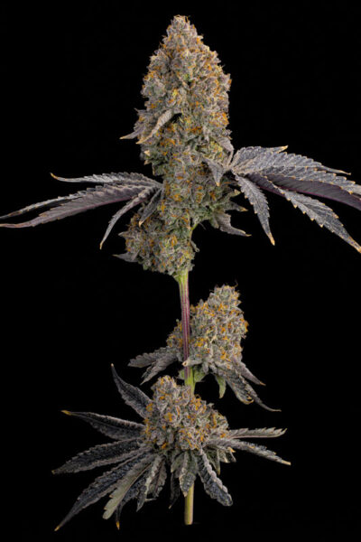 Blue Bacio Feminized Seeds by Grounded Genetics