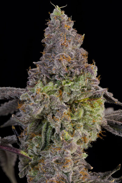 Blue Beluga Feminized Seeds by Grounded Genetics