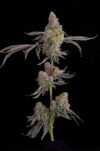 Blue Beluga Feminized Seeds by Grounded Genetics