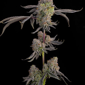 Blue Beluga Feminized Seeds by Grounded Genetics