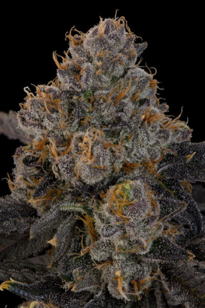 Blue Honey Feminized Seeds by Grounded Genetics - Image 2