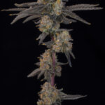 Blue Honey Feminized Seeds by Grounded Genetics