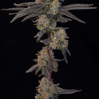 Blue Honey Feminized Seeds by Grounded Genetics