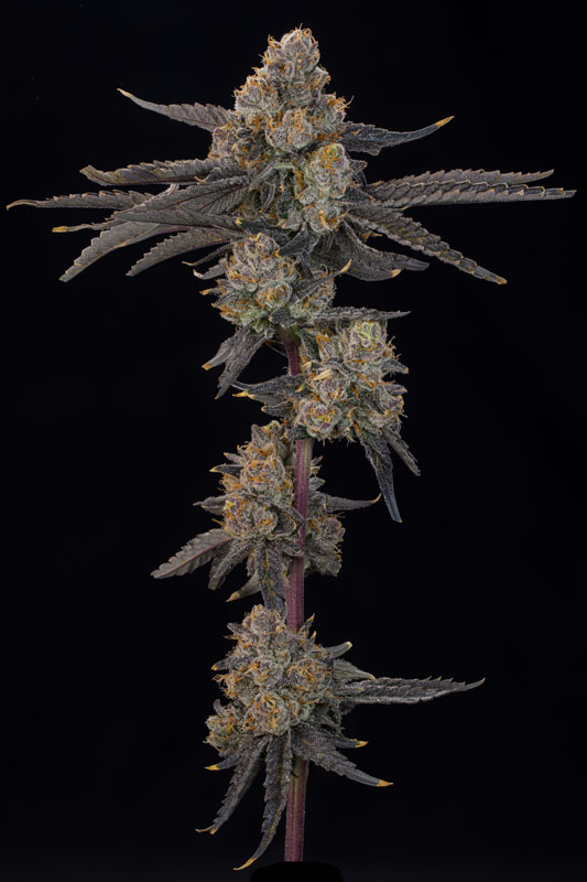 BLUE-HONEY-2 Blue Honey Feminized Seeds by Grounded Genetics
