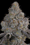 Chrome Sherb Feminized Seeds by Grounded Genetics - Image 2