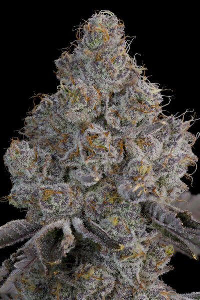 Chrome Sherb Feminized Seeds by Grounded Genetics - Image 2