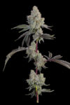 Chrome Sherb Feminized Seeds by Grounded Genetics