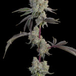 Chrome Sherb Feminized Seeds by Grounded Genetics