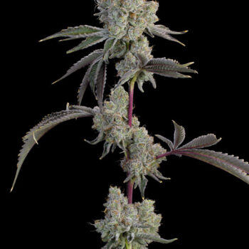 Chrome Sherb Feminized Seeds by Grounded Genetics