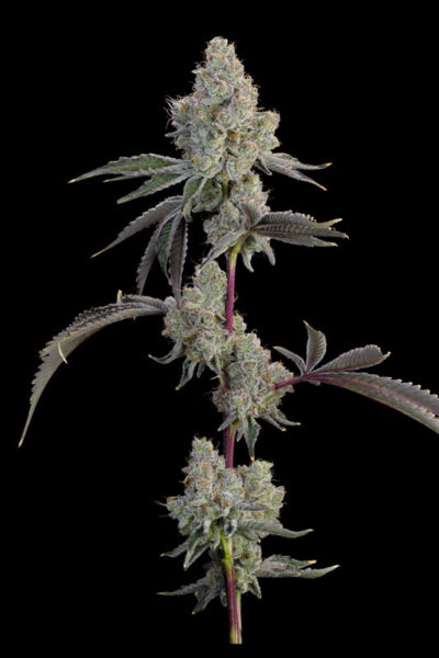 Chrome Sherb Feminized Seeds by Grounded Genetics