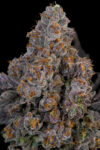 Maracuya Feminized Seeds by Grounded Genetics
