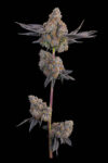 Maracuya Feminized Seeds by Grounded Genetics