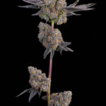 Maracuya Feminized Seeds by Grounded Genetics