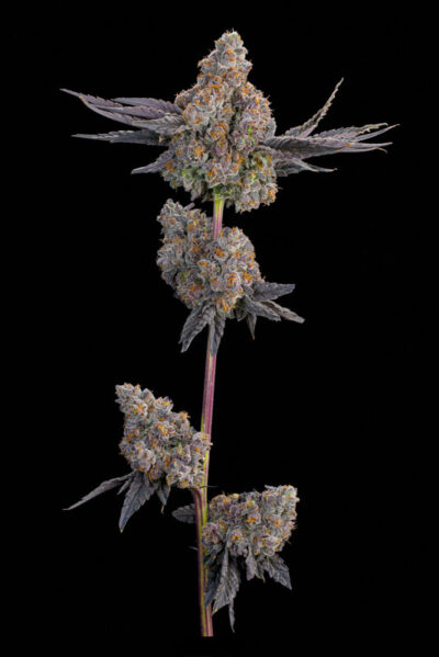 Maracuya Feminized Seeds by Grounded Genetics