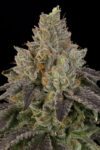 OZ Guava Feminized Seeds by Grounded Genetics - Image 2