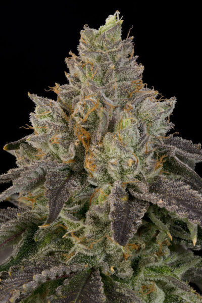 OZ Guava Feminized Seeds by Grounded Genetics - Image 2