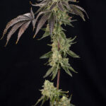 OZ Guava Feminized Seeds by Grounded Genetics