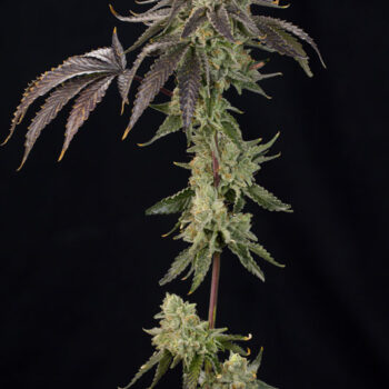 OZ Guava Feminized Seeds by Grounded Genetics