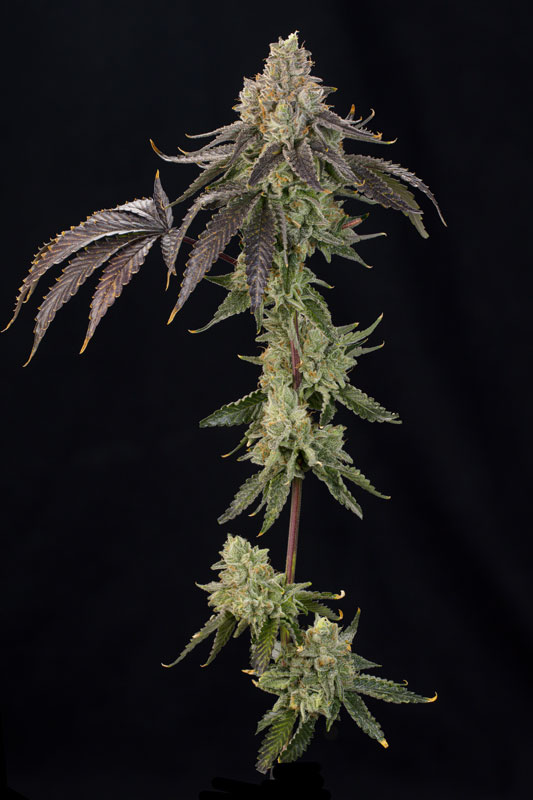 OZ-GUAVA-2 OZ Guava Feminized Seeds by Grounded Genetics