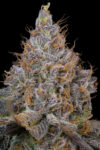 Pink Plumz Feminized Seeds by Grounded Genetics
