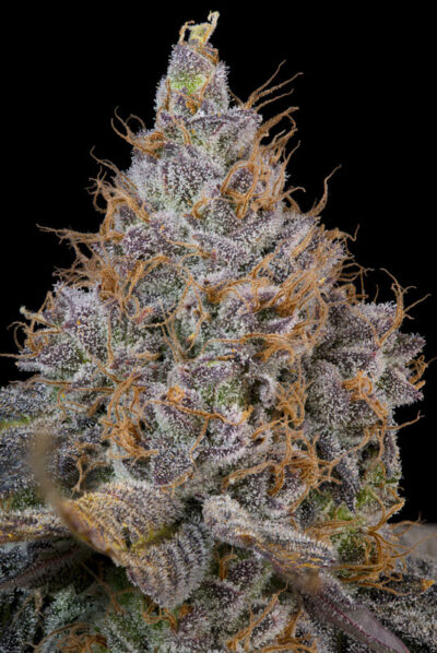 Pink Plumz Feminized Seeds by Grounded Genetics