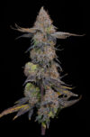 Pink Plumz Feminized Seeds by Grounded Genetics