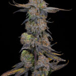 Pink Plumz Feminized Seeds by Grounded Genetics
