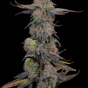 Pink Plumz Feminized Seeds by Grounded Genetics
