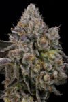 Sour Peachez Feminized Seeds by Grounded Genetics